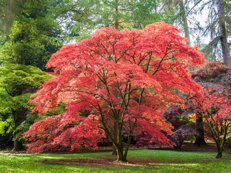 Planting A Japanese Maple Tree: Tips On Growing And Caring For Japanese ...