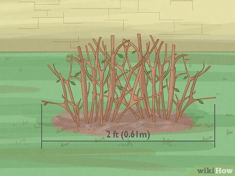 How to Prune an Azalea: Rules, Tools & Steps