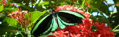 Butterflies LIVE - Lewis Ginter Botanical Garden