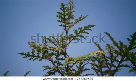 Beautiful Thorn Plant Forest Stock Photo 1262269645 | Shutterstock