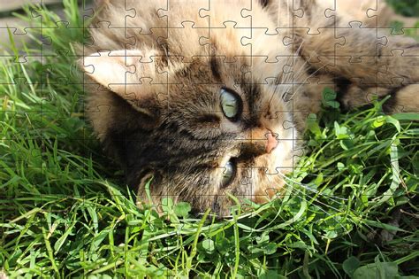 Jigsaw Puzzles of Cats | Free Online Jigsaw Puzzle Game 21 - Cat with Gorgeous Eyes