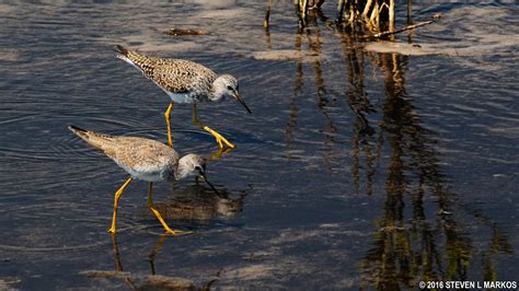 Canaveral National Seashore | WILD BIRDS UNLIMITED TRAIL