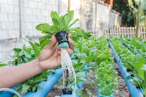 How To Oxygenate Water For Plants In Hydroponics