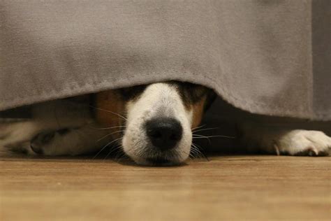 My Dog is Hiding and Acting Strange - Causes and What to Do