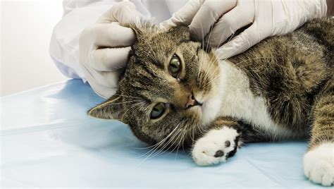 Ear Mites In Cats: Symptoms, Causes, & Treatments - CatTime