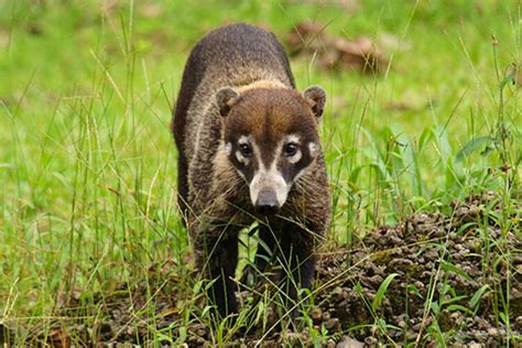 Coati | California Living Museum