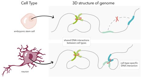 All Wound Up: DNA sequencing reveals the 3D structure of our DNA - Science in the News