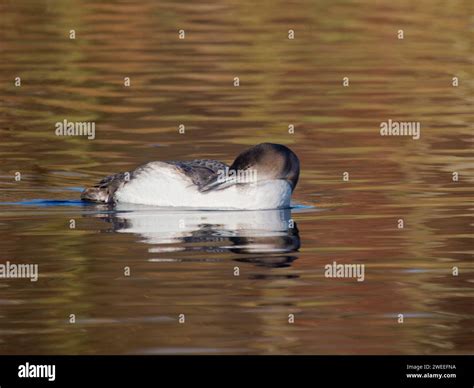 Great Northern Diver - winter plumage preening Gavia immer Essex,UK ...