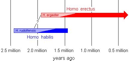 Early Human Evolution: Homo ergaster and erectus