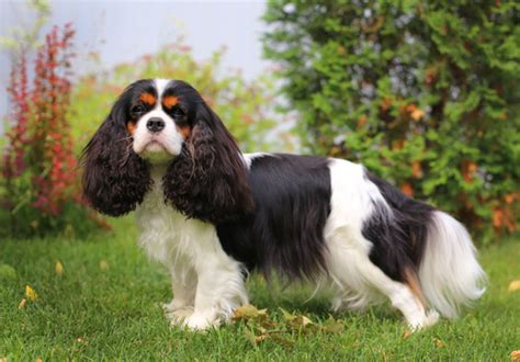 King Charles Spaniel - Facts and Beyond | Biology Dictionary