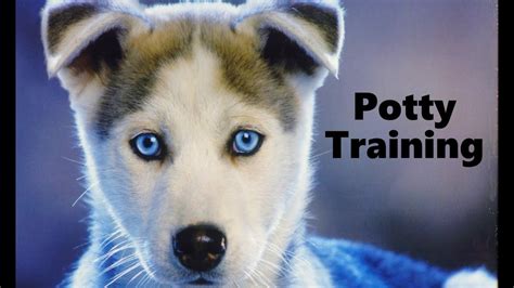 How To Potty Train A Siberian Husky Puppy - Husky House Training Tips ...