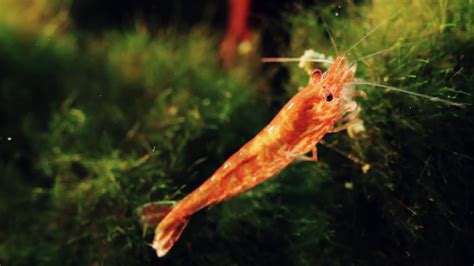 Red Cherry Shrimp 1295981 Stock Video at Vecteezy