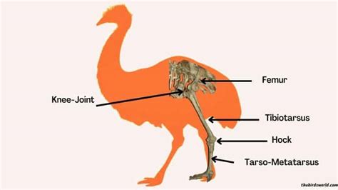 Emu Feet Size & Power Explained: How Does It Compare With?