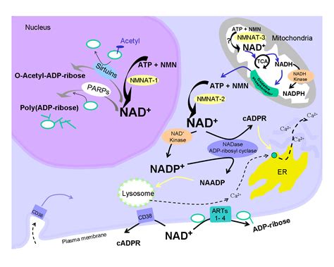 Ziegler lab | University of Bergen