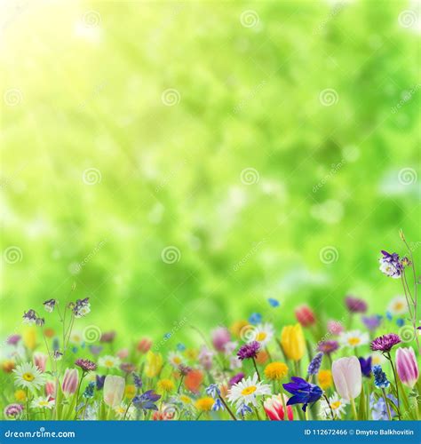 Background with Wild Flowers Stock Photo - Image of letterbox, landscape: 112672466