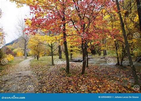 Autumn Leaves, New Zealand stock image. Image of rural - 69504803