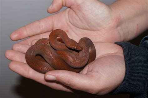 Pygmy python | Python, Snake, Reptiles