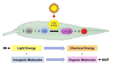 photosynthesis overview | Energy sources, Chemical energy, Energy