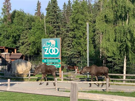 19 Astounding Facts About Alaska Zoo - Facts.net