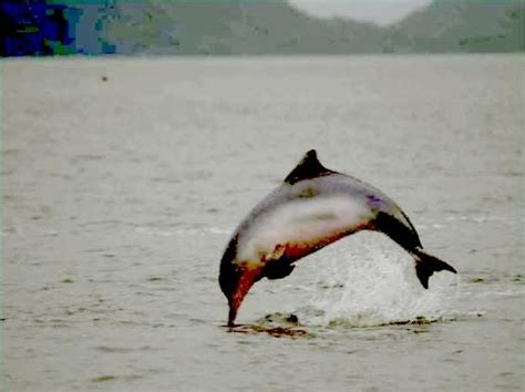 Tucuxi Dolphin – "OCEAN TREASURES" Memorial Library