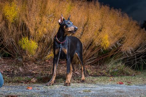 Doberman Portraits - Pet Photography