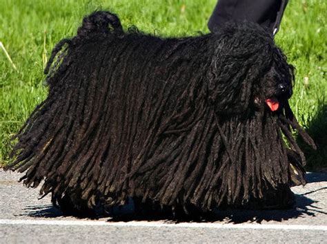 cutest-komondor-black-dog - Woofline Pets