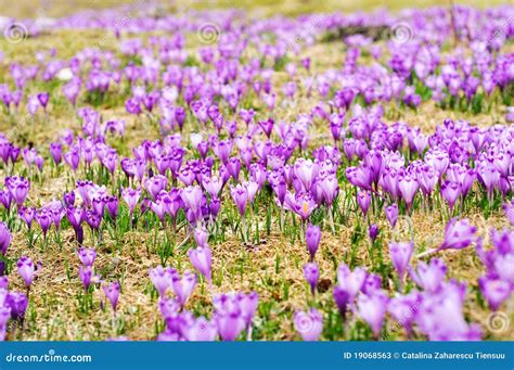 Crocus sativus plain stock image. Image of blooming, sativus - 19068563