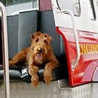 Firehouse Dog (2007) - IMDb