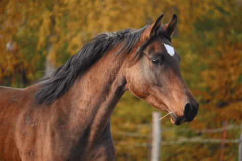 Worst Horse Breeds for Beginners - The Horse and Stable