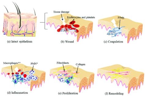 Biological stages of wound healing. (a-d) After the wound, the... | Download Scientific Diagram