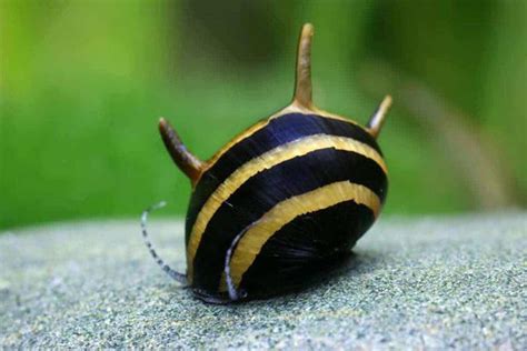 Horned Nerite Snail – Detailed Guide: Care, Diet, and Breeding - Shrimp and Snail Breeder