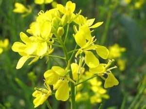 Always remember these tips while harvesting mustard crop