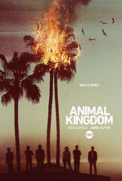 Animal Kingdom TV Poster (#1 of 6) - IMP Awards