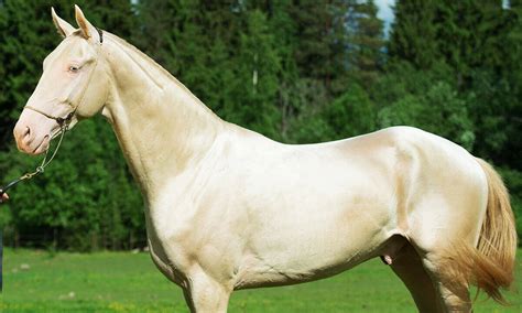 Akhal-Teke Horse