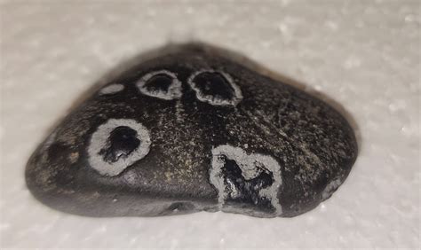 Help ID possible Oregon coast fossil - Fossil ID - The Fossil Forum