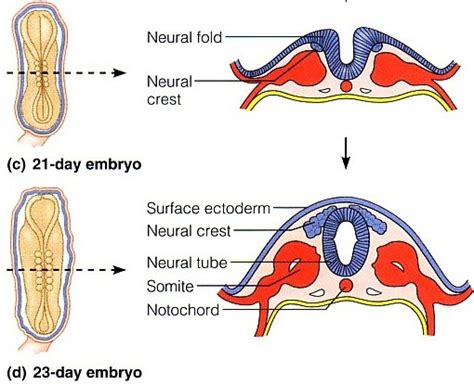 Neurulation