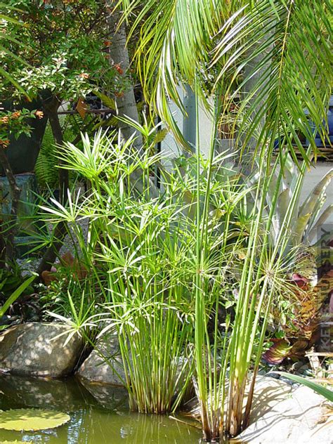 Water Loving Cyperus Papyrus Umbrella Plant – Kens-Nursery