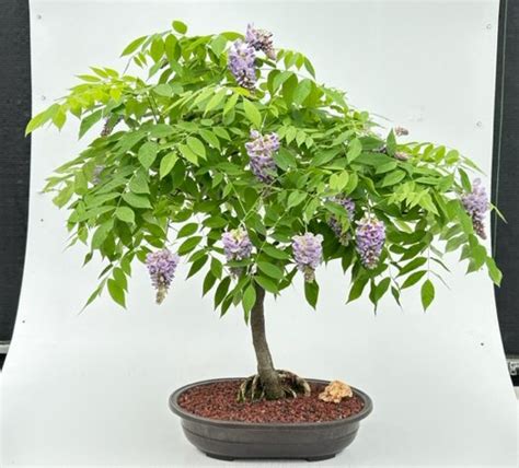 Flowering Japanese Wisteria Bonsai Tree(wisteria floribunda)