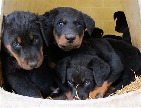 Chiot beauceron a donner ici – Chien bonheur