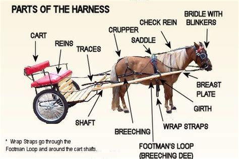 Nikki's Pony Express - Amish Made Harness & Carts - Size Chart ...