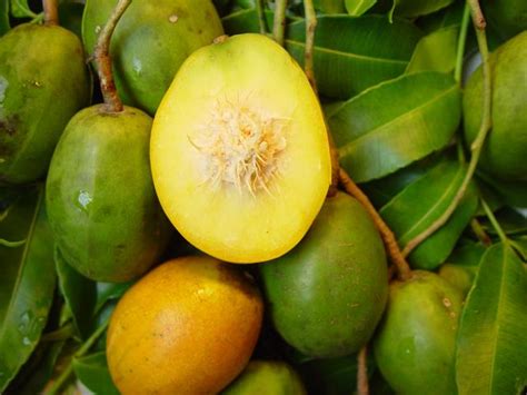 Golden Apple | Caribbean Fruits - Grenada Bluewater Sailing