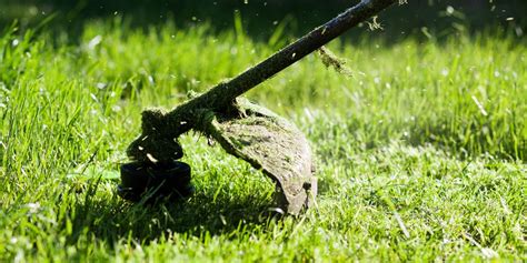 Hedging, Pruning, Trimming | Maitland Lawn Care