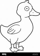 Easy coloring cartoon vector Illustration Of A Duckling Stock Vector  sketch template