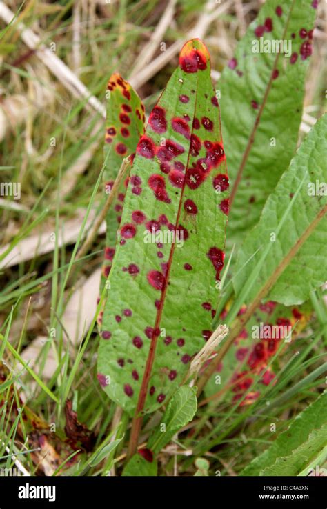 Red Fungal Galls on Dock Caused by Rust Fungus, Puccinia phragmitis, Pucciniaceae, Uredinales ...