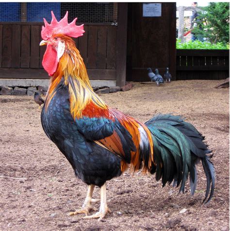 File:Brown Leghorn rooster in Australia.jpg