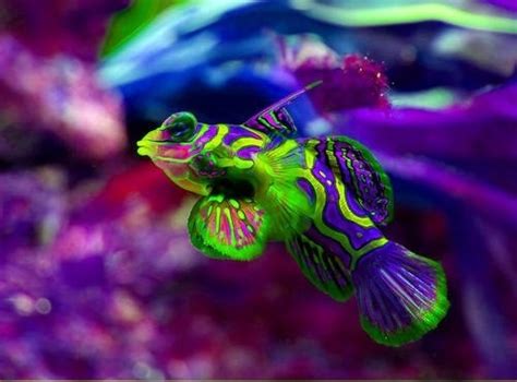 Mandarin Fish | All Colors OF The World | Pinterest