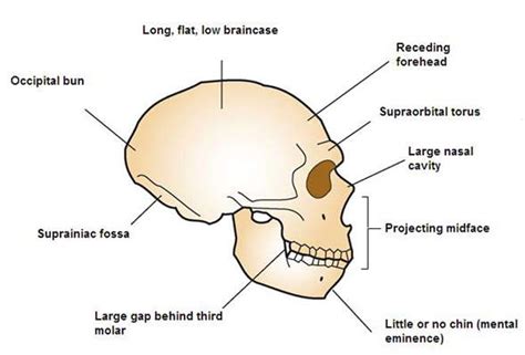 The original Neanderthal skeleton from the Neander Valley