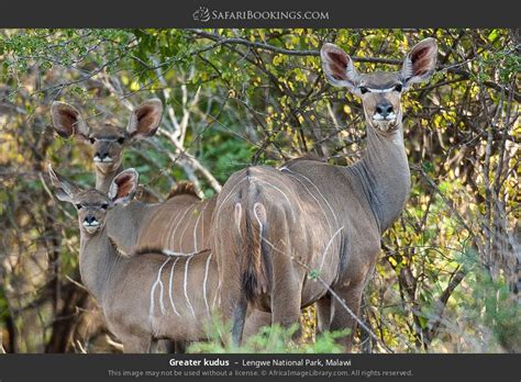 Malawi Wildife Photos – Award Winning Images & Pictures!