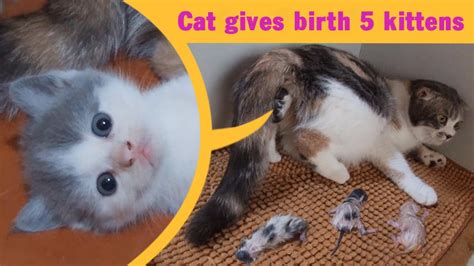 Cat Giving Birth: Cat Gives Birth To 5 Kittens - Part 1 - These Cats