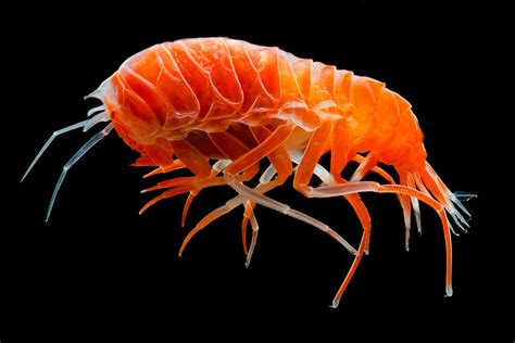 Colorful Amphipod Photograph by Danté Fenolio - Fine Art America